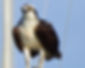 Ospreys in Virginia