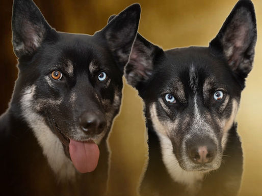 Two Dogs Whine Bourbon Barrel Red Blend: Tradition Meets Innovation