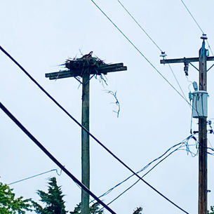 Colonial Beach Osprey - James’ and Dolly’s Nest
