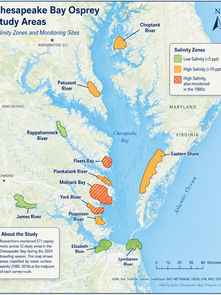 What 571 Osprey Nests Tell Us About the Chesapeake Bay
