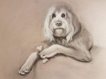 Carol Haynes_Chewy_commission.jpg