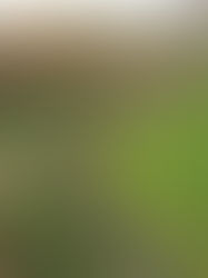 Antietam National Battlefield: Where History, Sacrifice, and Reflection Meet