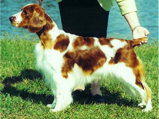 Champion Statesman Skeldale’s Nashman RN “Nash”