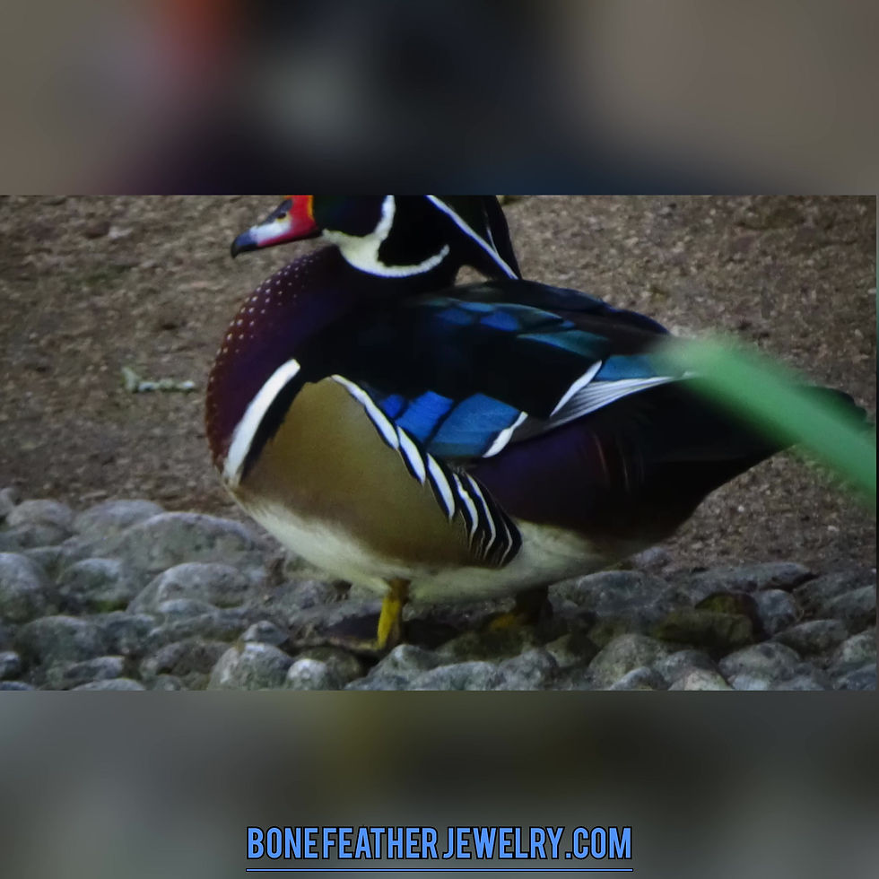 Thumbnail: Wood Duck Secondary Bone Feather Jewelry