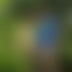 Volunteer Spotlight, Crystal Dudley Burton 