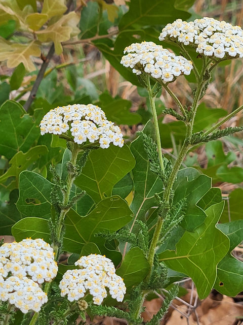 yarrow-texas.jpg