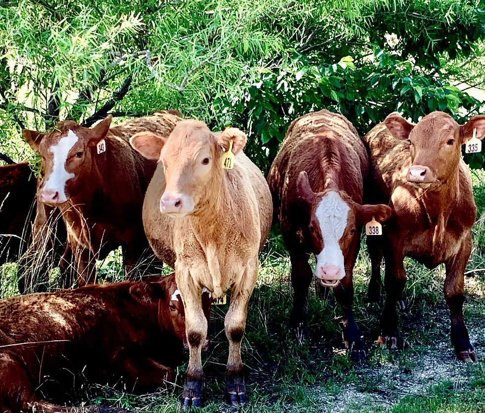 Monrovia Farm Beef — Grass-Fed, Grain-Finished