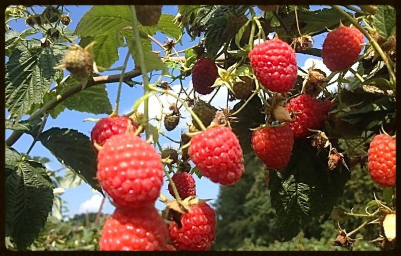 Freezing Raspberries & Blackberries