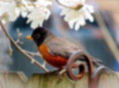 Robin Redbreast