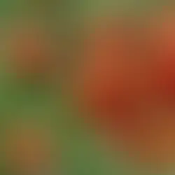 Unraveling the Hidden Powers of Pleitez Tomatoes: Discover the Surprising Health Benefits!