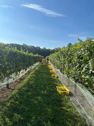 Everleigh Vineyards & Brewing 5