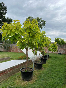 The Catalpa Trees at Chatham Manor