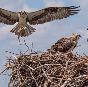 The Osprey Flyer, XXVI, February Edition 2025