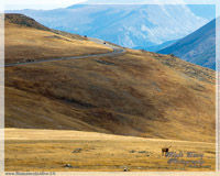 LOOKING FOR ELK IN COLORADO