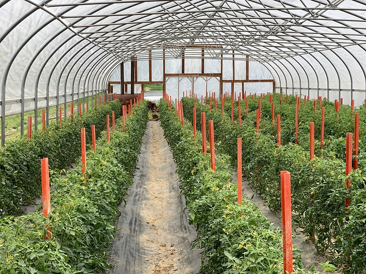 PLEITEZ PRODUCE FARM