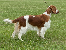 Statesman welsh springer spaniels best sale
