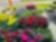 C&T Produce Flowers