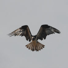 Osprey in Colonial Beach, Virginia