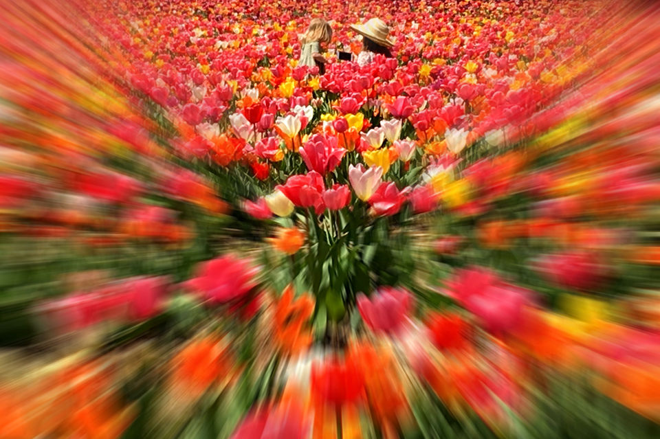 Parrish Penny A_Tulip Burst_ photo on canvas 30 x 20_$225.jpg