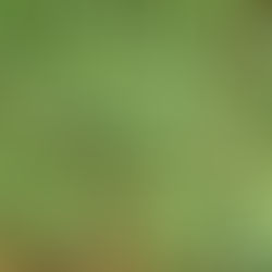 Japanese Stiltgrass Control: Now is the time! with American Green