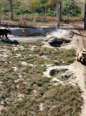OUR VISIT TO WILD ANIMAL SANCTUARY, COLORADO
