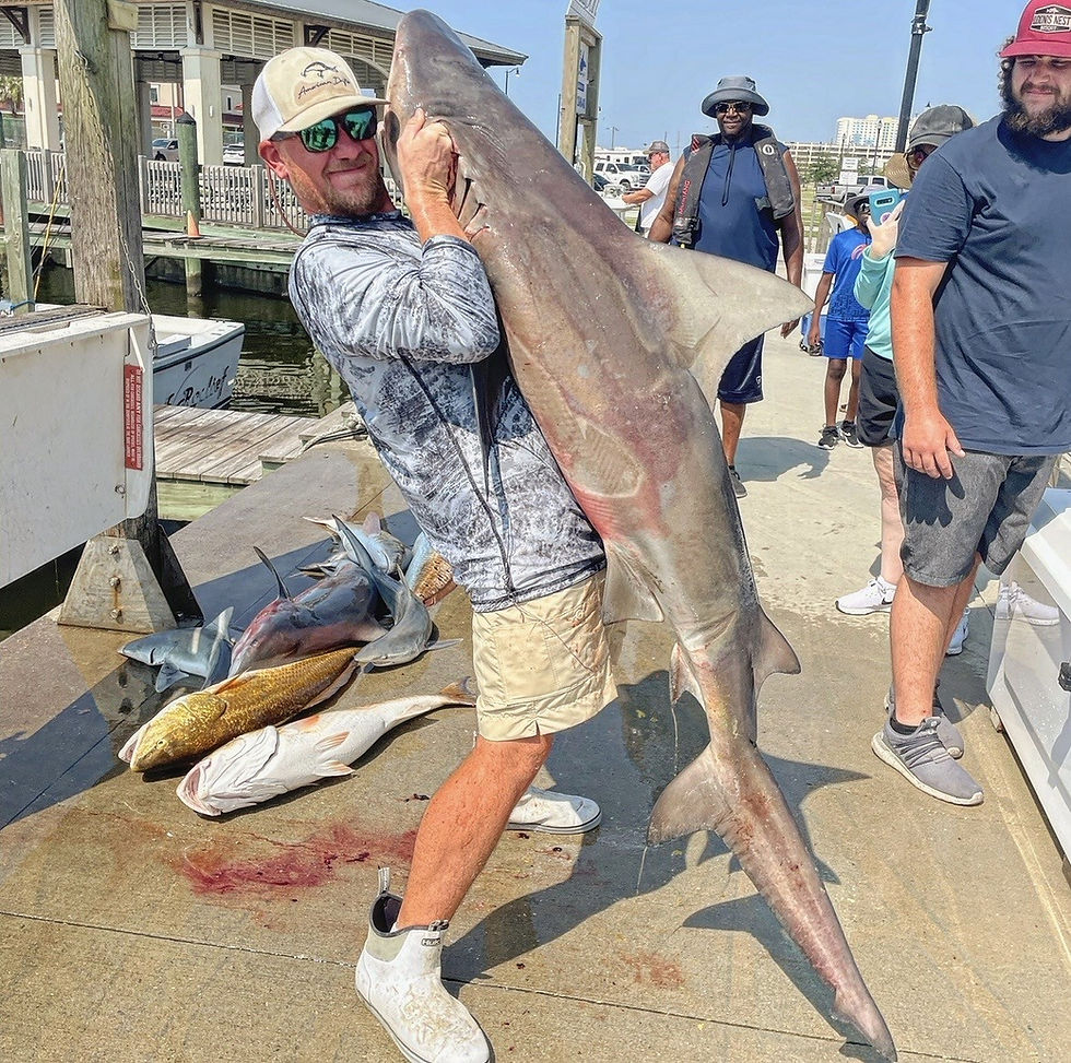 huntershark.jpeg