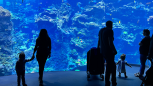 From Wonder to Conservation: THe Benefits of Visiting your local Aquarium