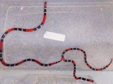GMN resgata exemplares de coral-verdadeira que serão estudados pela UFRN