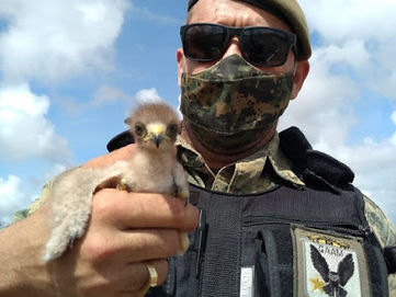 GMN registra resgate de mais de 20 espécies de animais silvestres neste ano em Natal