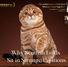 Why Scottish Folds Sit in Strange Positions – Scottish Fold sitting upright comfortably