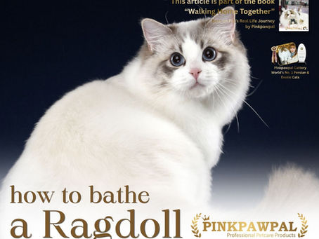 Ragdoll cat with silky white coat featured in a guide about how to bathe a Ragdoll without damaging the guard hair by Pinkpawpal
