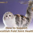 Scottish Fold cat demonstrating healthy posture while learning about Scottish Fold joint health and lifelong mobility care