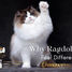 Ragdoll cat with blue eyes sitting calmly, illustrating the emotional bond and companionship many owners experience with the breed.