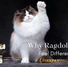 Ragdoll cat with blue eyes sitting calmly, illustrating the emotional bond and companionship many owners experience with the breed.