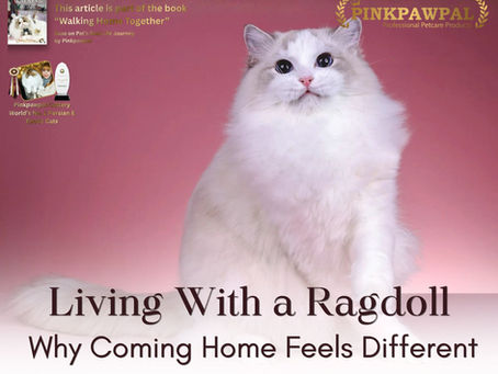 Living with a Ragdoll cat creates a calm home atmosphere through quiet companionship.