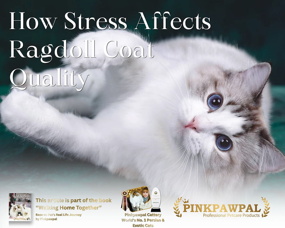 How Stress Affects Ragdoll Coat Quality – Ragdoll cat with silky coat demonstrating the connection between emotional wellbeing and coat health