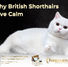 (White British Shorthair resting in a calm environment)