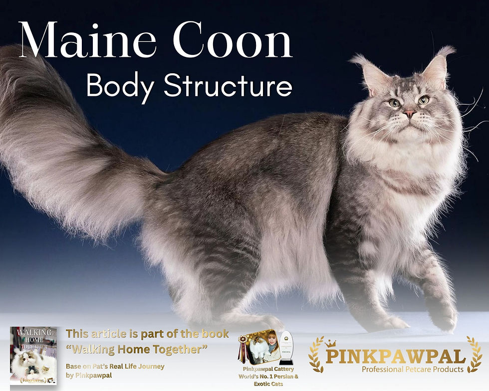 A beautiful Maine Coon showing its powerful body structure and long tail on a dark background.