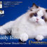 Daily Ragdoll coat care routine for a healthy silky show-quality coat