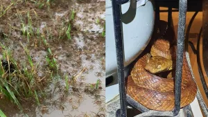 "Horríveis" enxames de aranhas e serpentes invadem casas na Austrália em meio a inundações