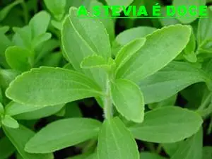 STEVIA, adoçante natural e saudável, do Brasil