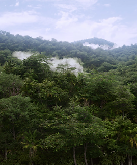 jungle_exterior_v01.png