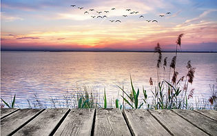 Seasonal Lake Weed Growth: What to Expect and How to Manage It