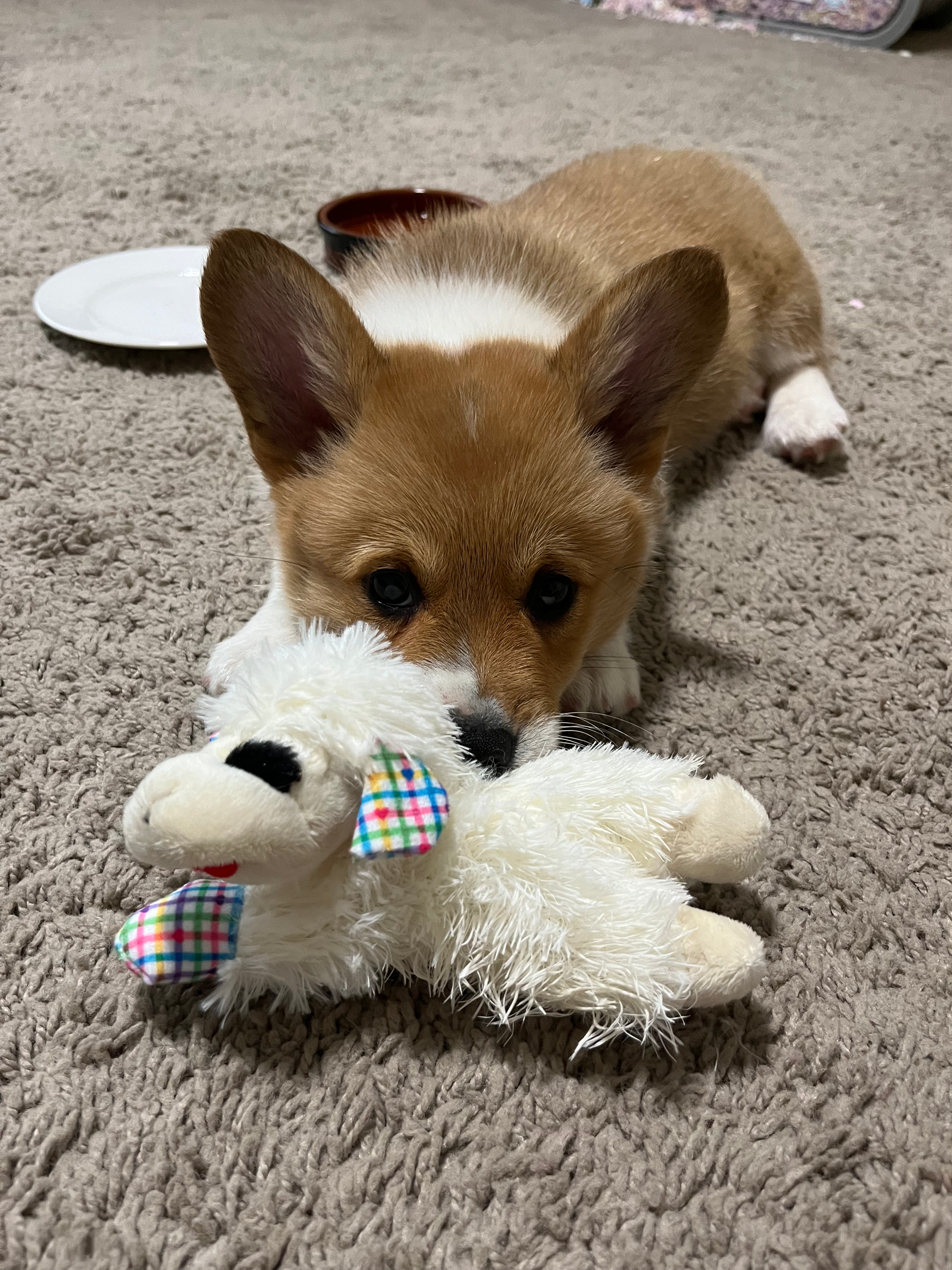 Corgi Puppy with stuffed Lamb