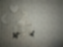 Black and white photo of baby mobile with zebras twirling