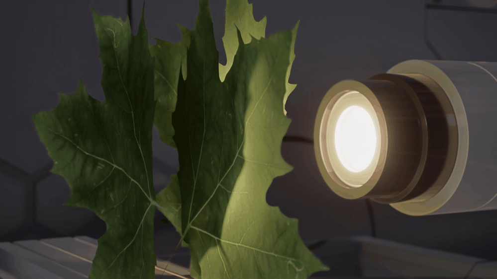 Optimized plant1.gif