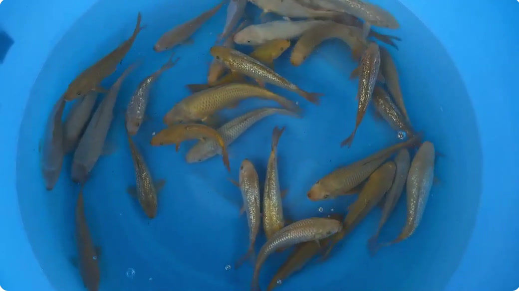 Chagoi, Sorgoi and Ocheba Mix