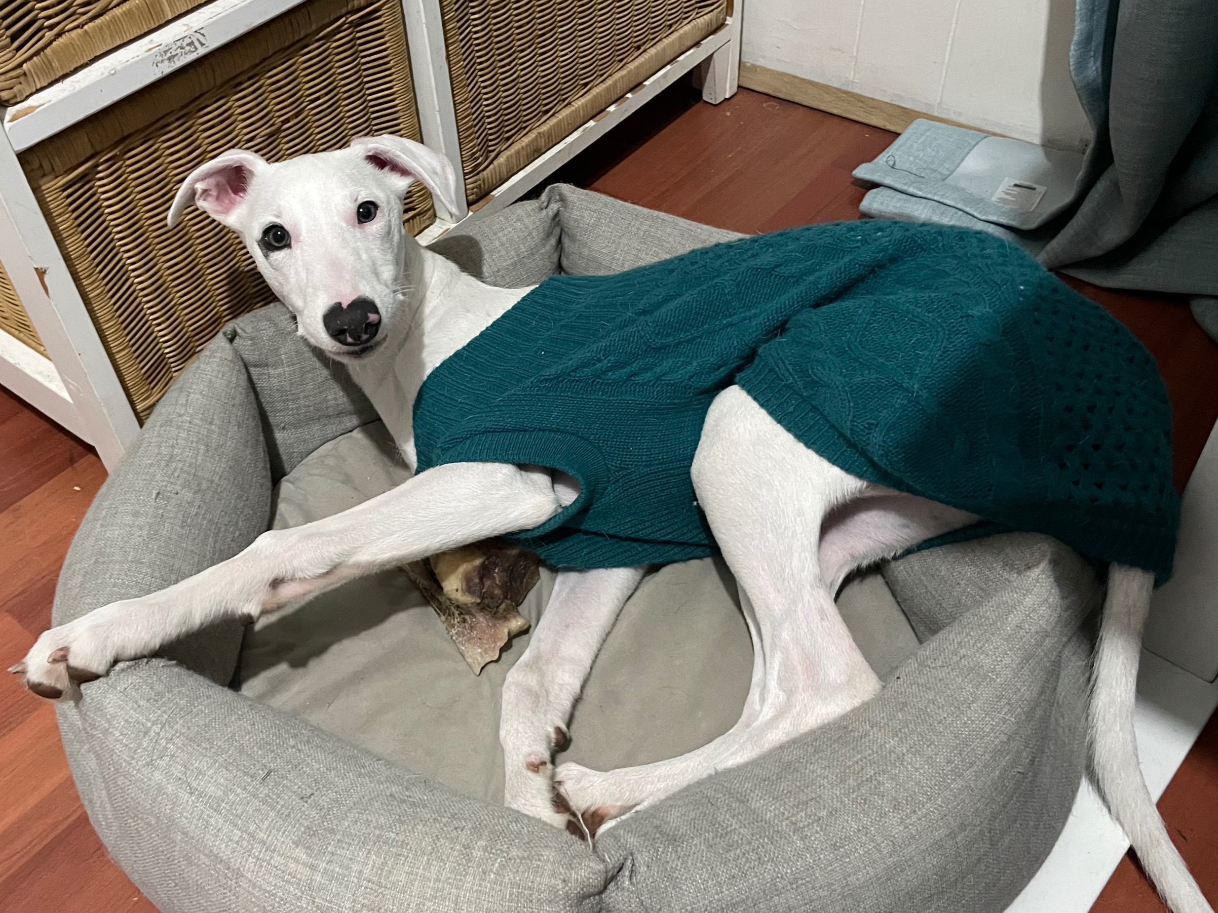 Nelly the white whippet