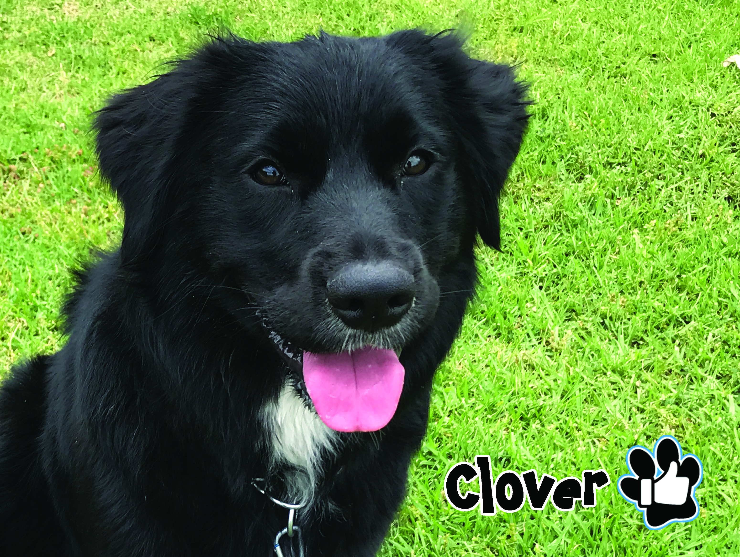 Clover2.jpg