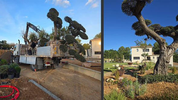 plantation d'un olivier centenaire